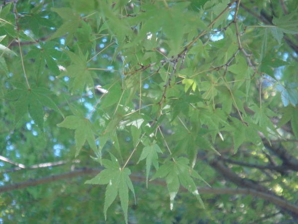 楓