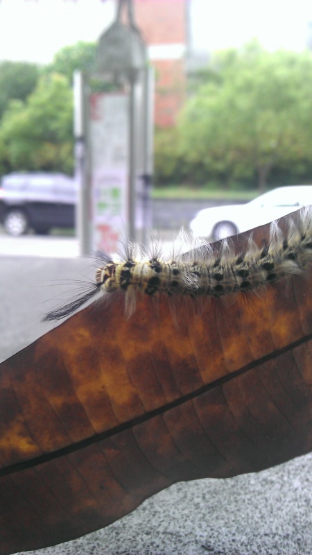 枯黃樹葉躲一下.