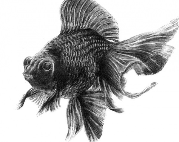 GoldFishSketch2.jpg