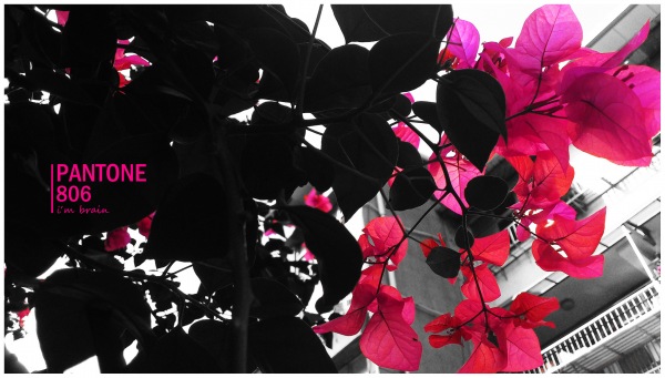 PANTONE 806.jpg